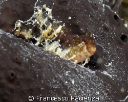 Bavosa gattoruggine (Parablennius gattorugine) in a black... by Francesco Pacienza 